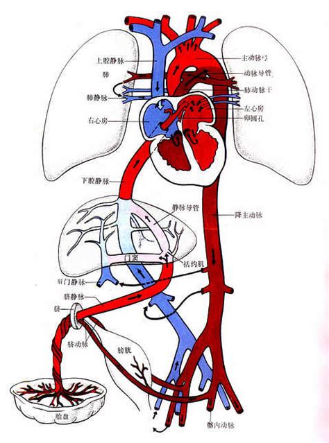 臍靜脈充氧血|胎兒血液循環:胎兒血液循環是胎兒出生前的心血管系。